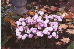 les chrysanthèmes