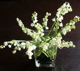Muguet - lily of the valley
