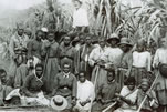 sugar plantation