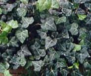 ivy