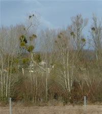 mistletoe in trees