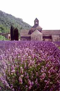 grasse