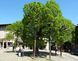Place aux tilleuls